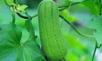 秋后吃三瓜的好处,三瓜助力健康生活