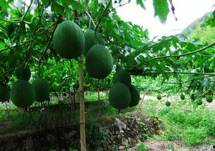 吃吊瓜能吃醋吗