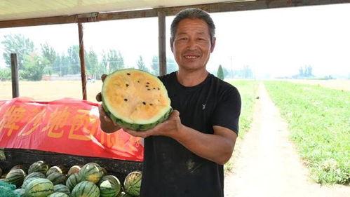 最新雄县吃瓜视频,一场全民参与的乡村盛宴