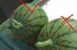 雾瓜怎么吃,解锁美味新体验