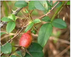 桃沢樱 吃瓜,瓜田里的甜蜜诱惑