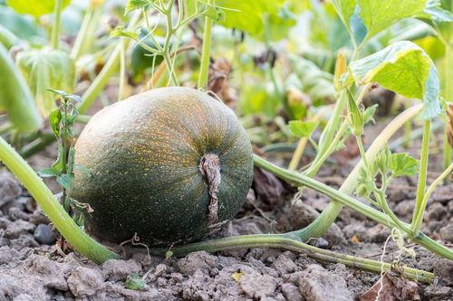 几月龄可以吃瓜,“宝宝几月龄吃瓜最适宜？”