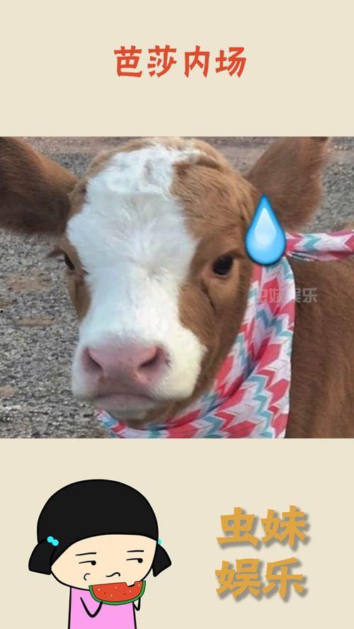 抖音吃瓜小组,揭秘网络热点背后的真相与笑料