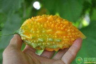 黄金密瓜怎么吃,解锁美味新体验