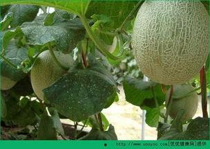 睡鼠吃哈密瓜吗,揭秘它们对哈密瓜的喜爱之谜