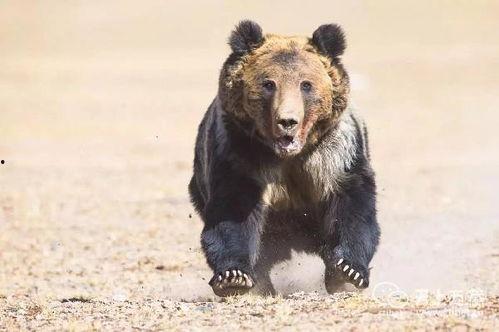 西藏棕熊吃瓜群众,瓜果飘香中的生态奇观
