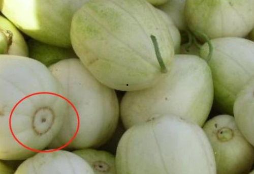 小白瓜甜瓜连皮吃,小白瓜甜瓜带来清新口感新体验