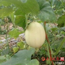 走向共和吃梨瓜,梨瓜背后的历史启示