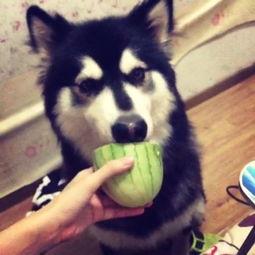 快乐吃瓜视频怎么没了,揭秘背后真相